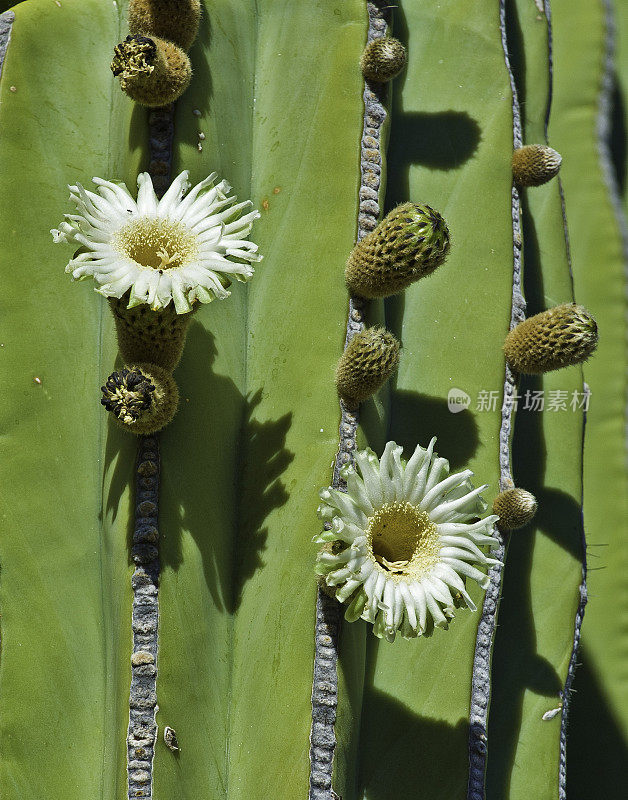 卡登仙人掌，Pachycereus pringlei，生长在科泰兹海的加泰罗尼亚岛。